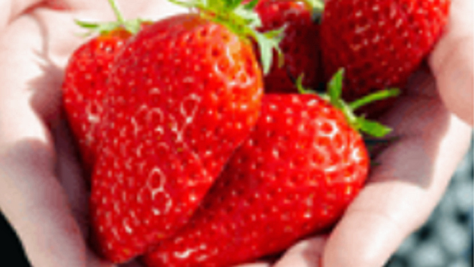 江間いちご狩りセンター